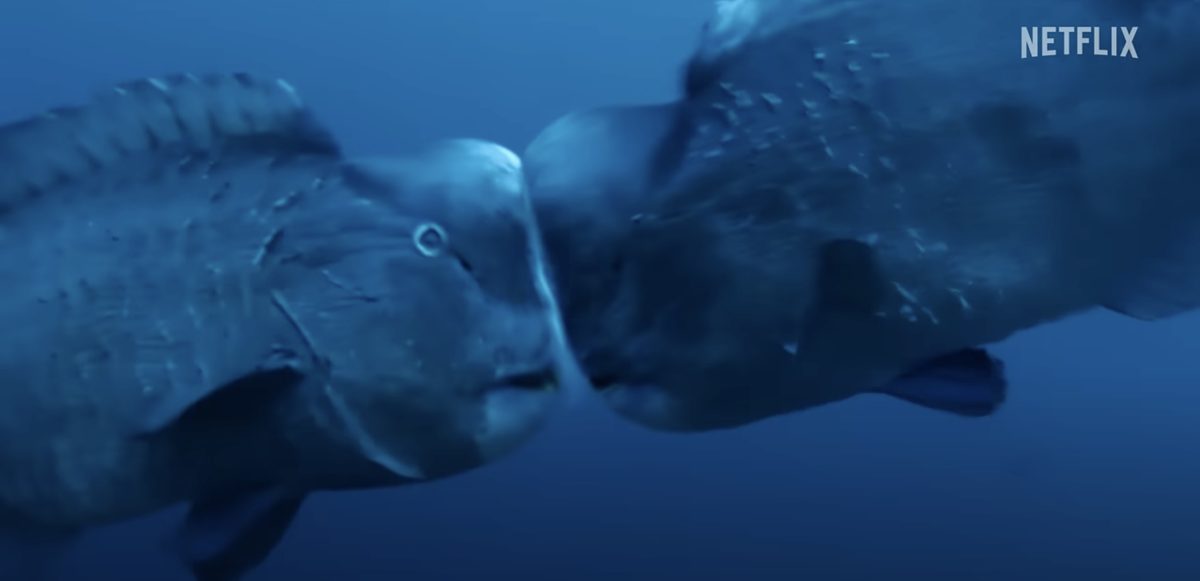 Bumphead parrotfish Smash heads together to establish dominance and win territory